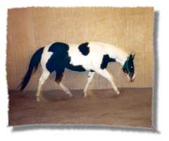Paint Horse, Decorated Tuff, at a riderless jog (5075 bytes)