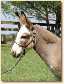 Click photo of miniature donkey to enlarge image