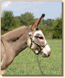Click photo of miniature donkey to enlarge image