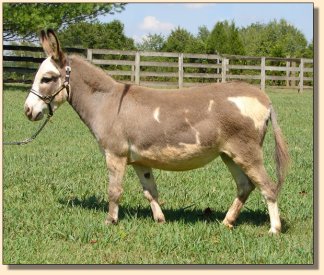 Click photo of miniature donkey to enlarge image