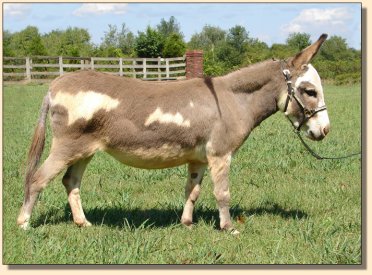 Click photo of miniature donkey to enlarge image