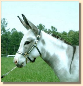 Click photo of miniature donkey to enlarge image