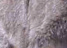 Miniature Donkeys For Sale!