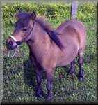 miniature horse Goody Two Shoes