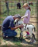 miniature donkey spotted jack