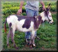 miniature donkey Monty