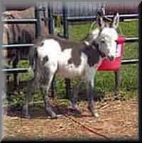 miniature donkey Monty