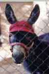 Norton our 1st donkey
