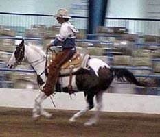 Paint Horse Tuffy's first show!