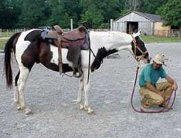 Paint horse Tuffy & David Lee Archer, trainer
