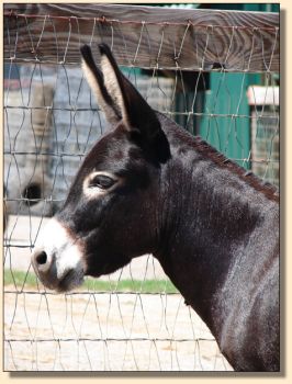 Sunset Acres Meggie Mae Sept '07, 1 day after foaling